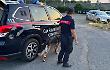 Alto Impatto, straordinari controlli nel territorio; denunciato un 45enne