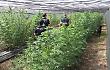 Coltivava marijuana sul proprio terreno: arrestato un uomo del '65