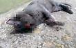Uccidono un gatto che infastidiva le galline, indagati un anziano e il figlio