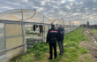 Caporalato, scattano i controlli: azienda agricola sospesa