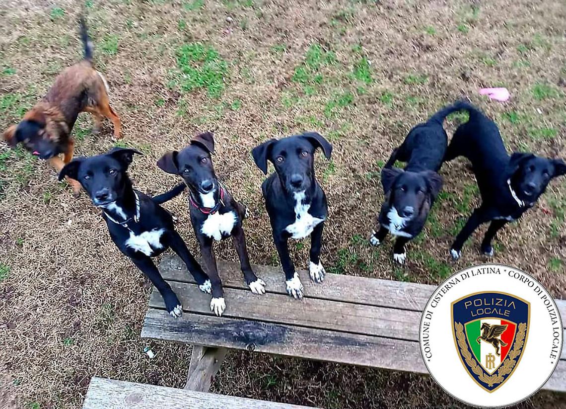 Abbandona per strada al freddo 6 cuccioli di cane: denunciato