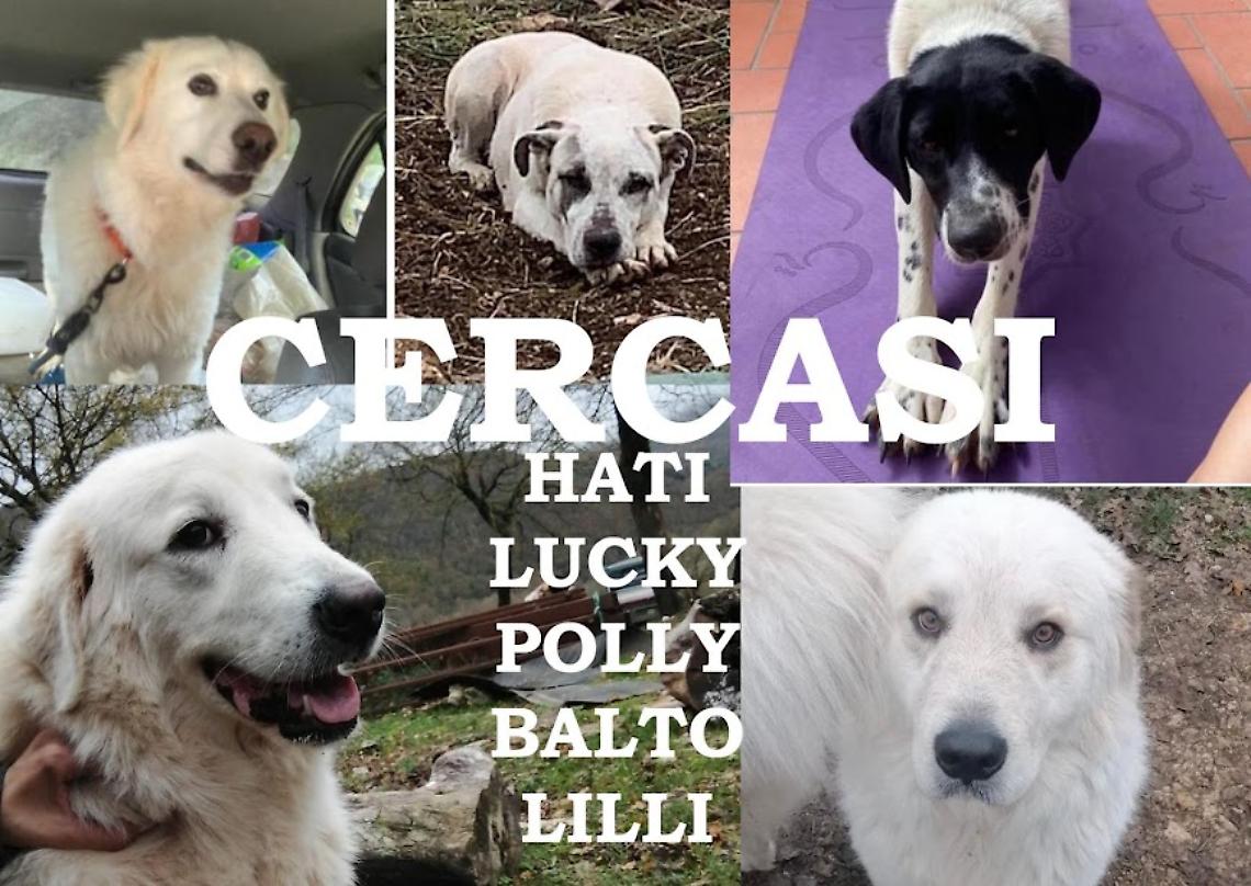 Cinque cani spariti, la denuncia 