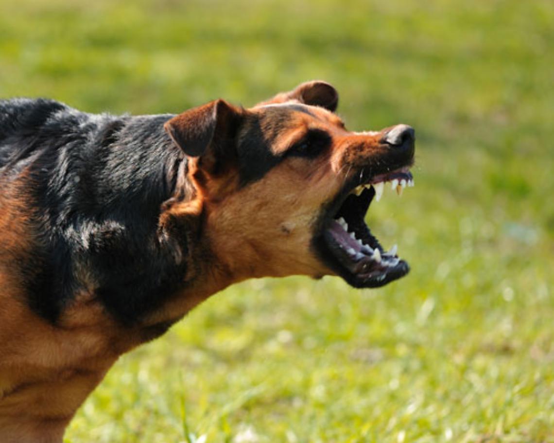 Signora aggredita da un cane a Fossignano, il comitato di quartiere organizzata un "dog day"