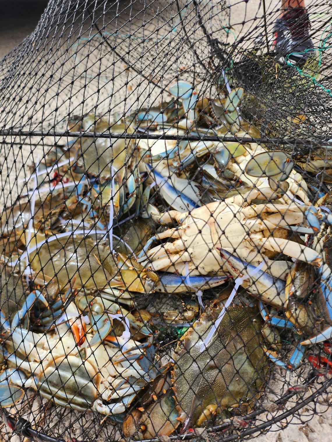 Registrato il marchio "Granchio Blu", ma la specie aliena minaccia la piccola pesca  