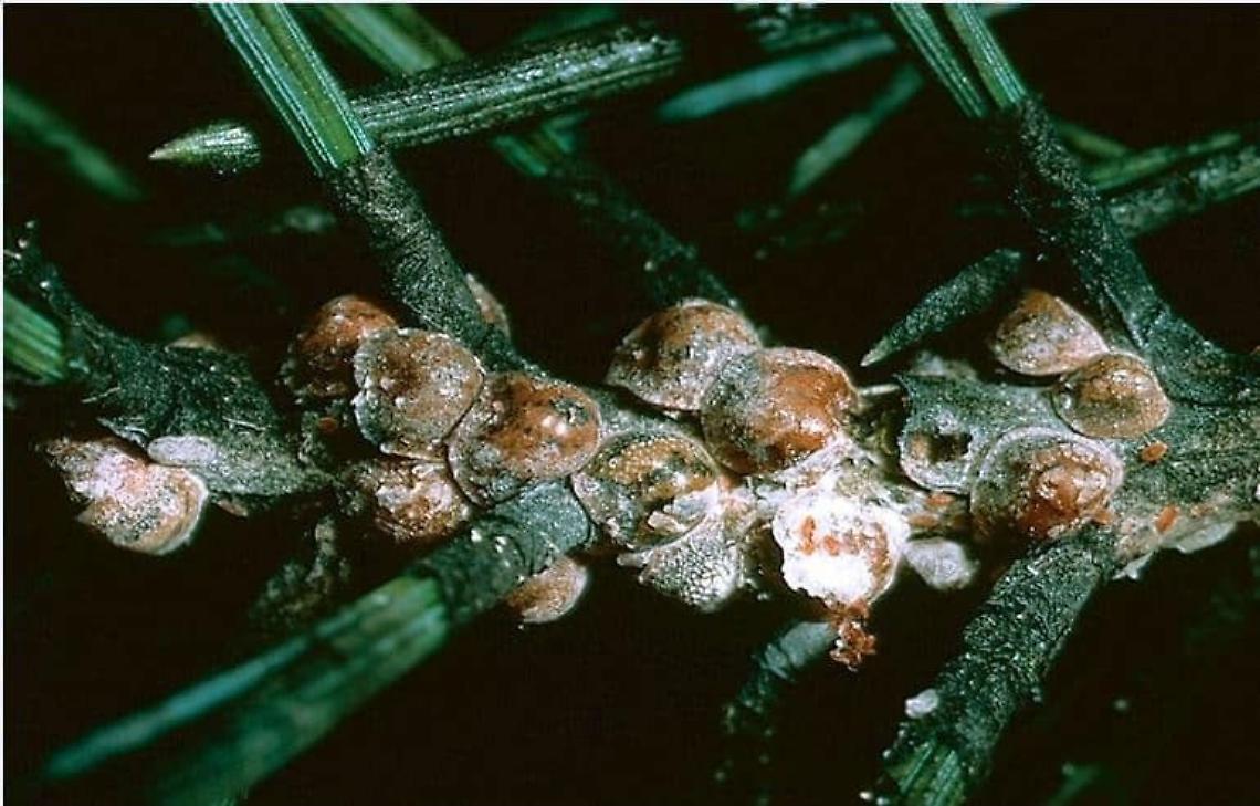 Allarme invasione cocciniglia, come riconoscerla per prevenire danni alle pinete pubbliche e private