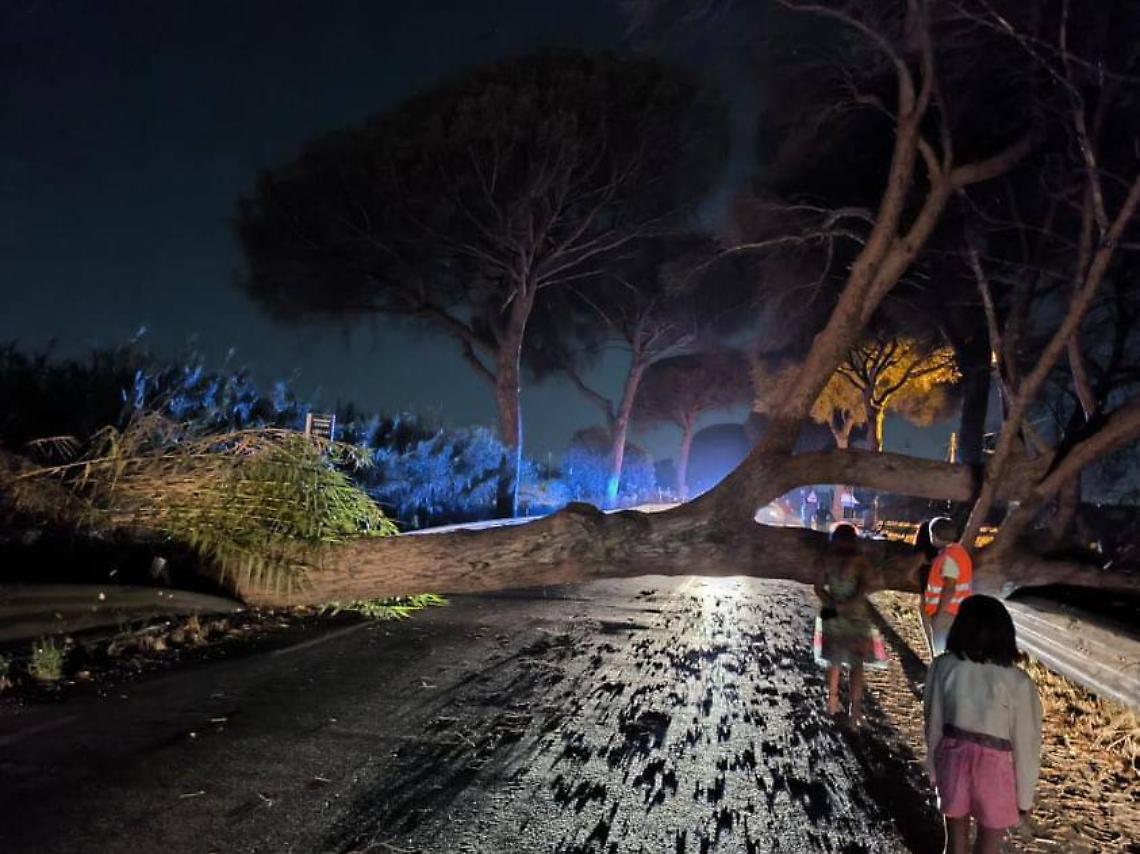 Nella notte cade un albero sulla carreggiata, Appia bloccata
