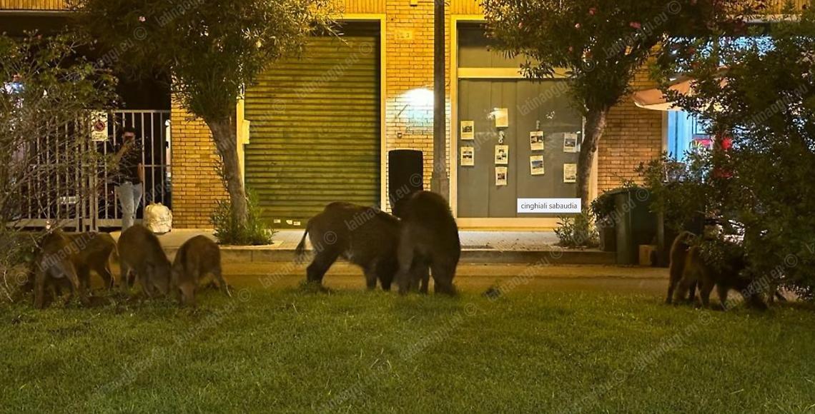 Cinghiali di nuovo in pieno centro, scatta l’ordinanza per il contenimento
