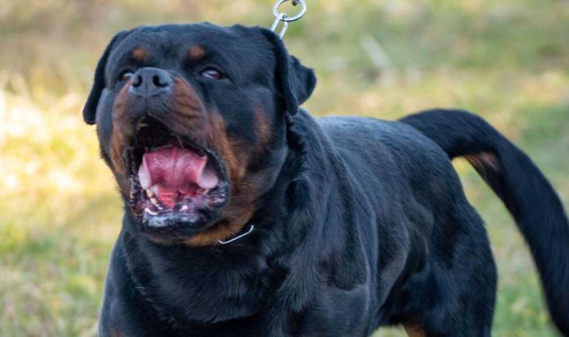 Azzannato dal suo rottweiler, 30enne ricoverato al Gemelli