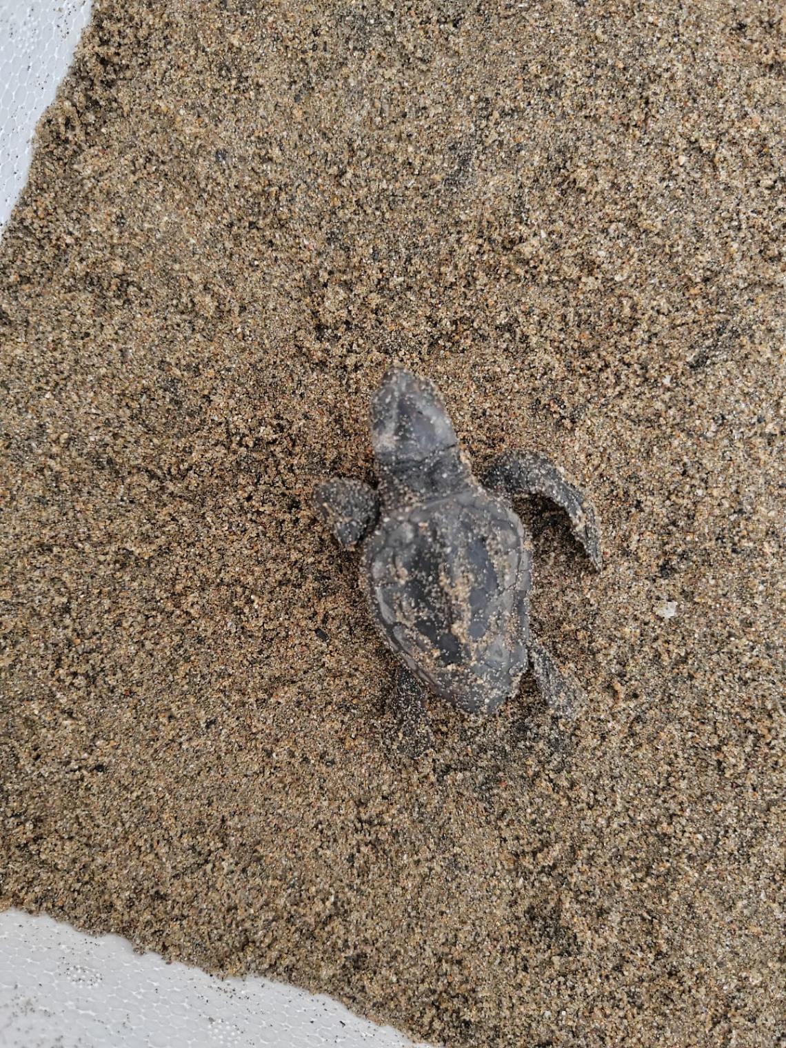 Sul lungomare di Latina nascono 82 piccole tartarughe