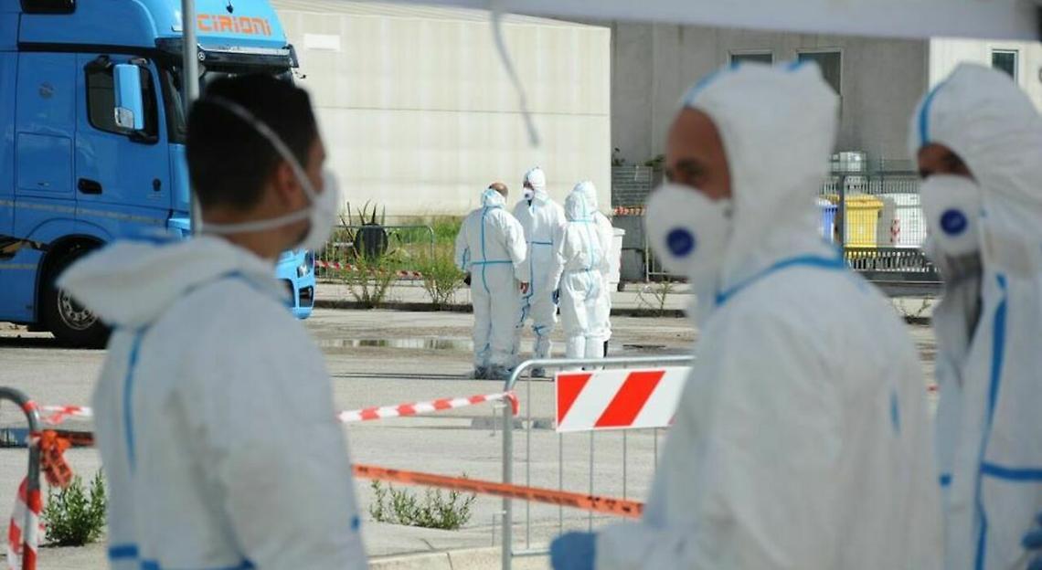 Allarme peste suina con un carico di carcasse