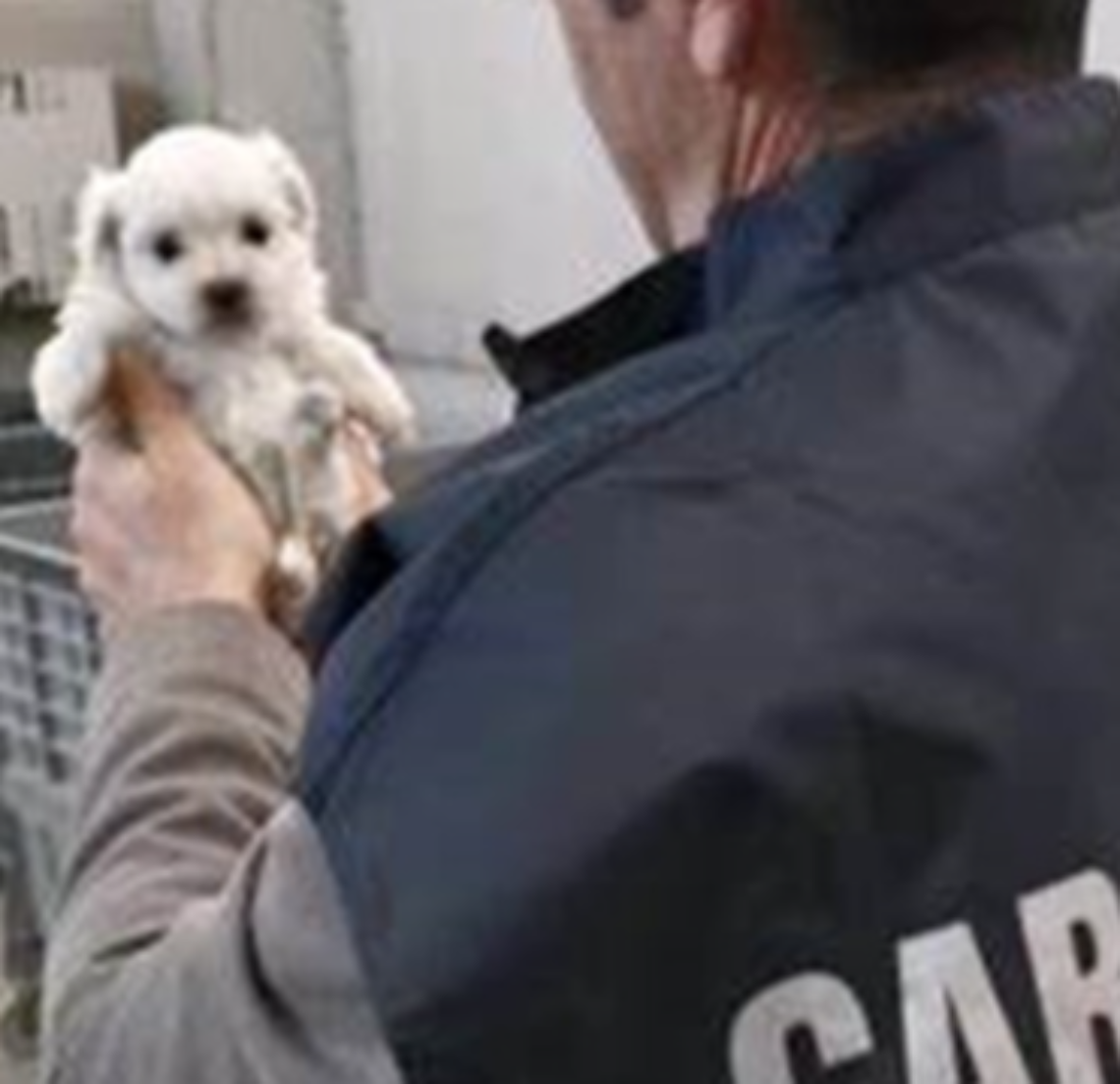 Scoperto allevamento abusivo di cani, sequestrati 32 Chihuahua