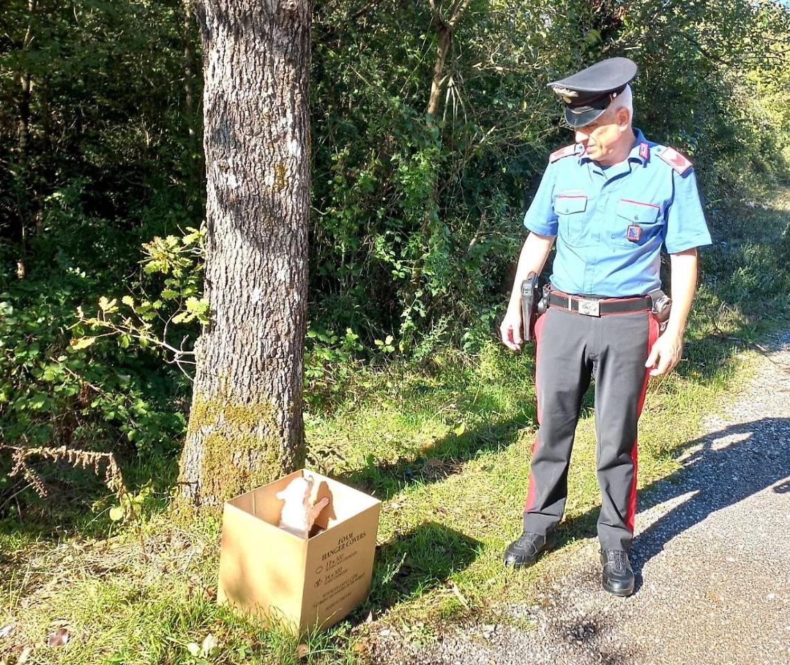 Abbandonano tre cuccioli di cane nel canale: salvati dai Carabinieri