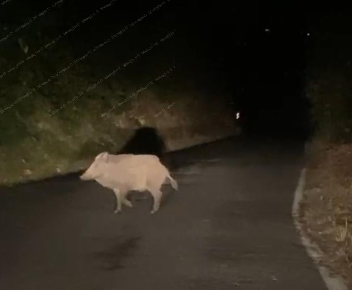 Cinghiali, continuano gli avvistamenti notturni sulle strade