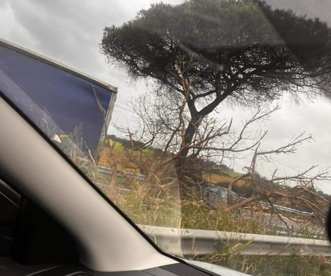 Albero caduto sulla Pontina, traffico rallentato e disagi per gli automobilisti