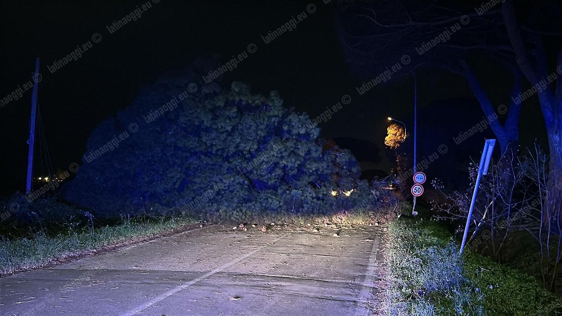 Crolla un pino in strada, chiusa via Litoranea