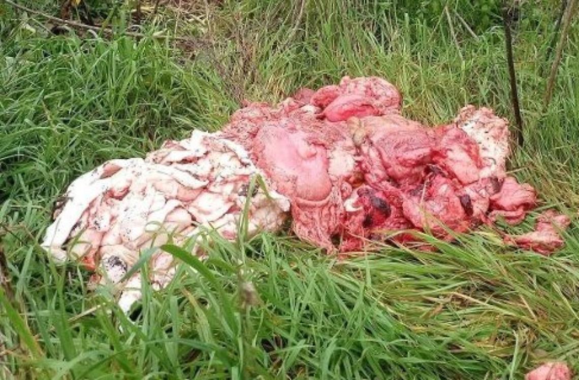 Viscere di animali abbandonate nei campi