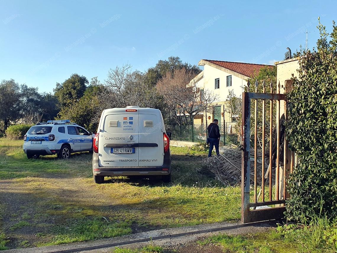 Sbranata dai cani, il proprietario dei cani sotto inchiesta: si difende