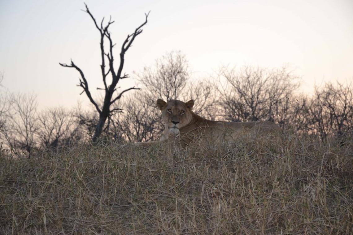 «Correte c’è un leone», allarme a Carano
