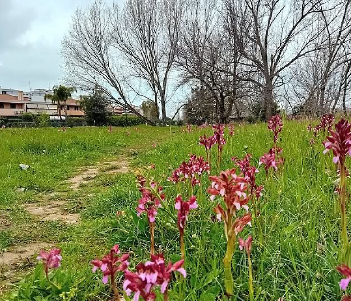 Mille orchidee da tutelare al parco Guerrini