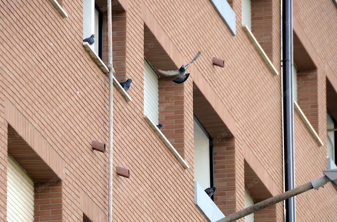 Alloggi "occupati" dai piccioni, il Comune ordina la bonifica