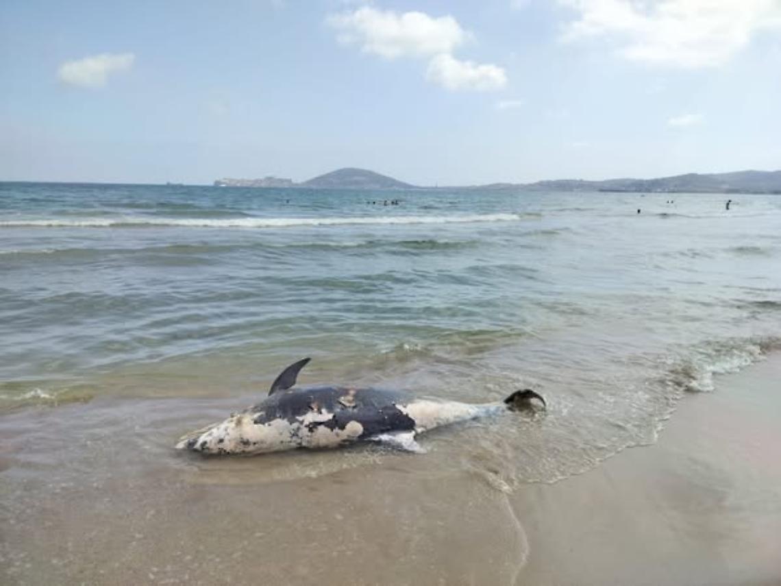 Delfino spiaggiato, il triste ritrovamento questa mattina