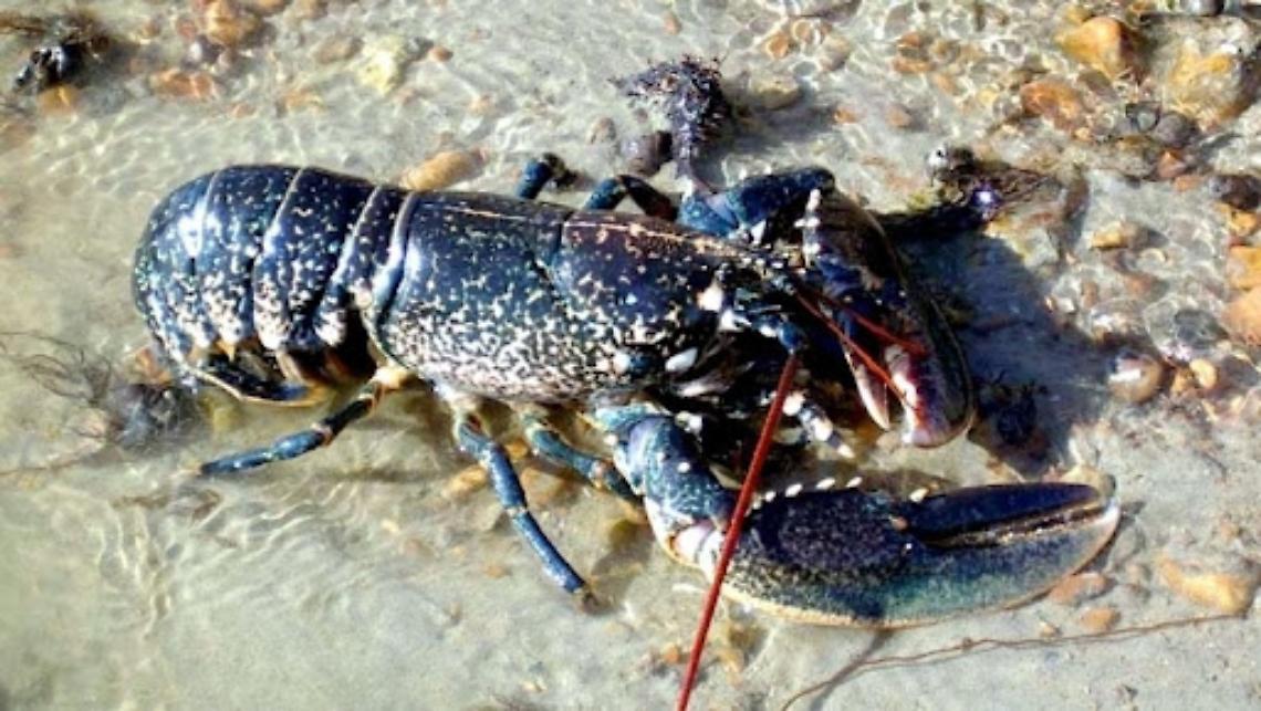 Ponza, ripopolati i fondali con 200 giovani astici europei
