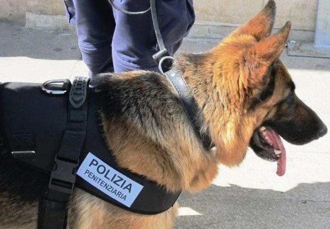 Anziano insospettabile fiutato dal cane antidroga: scatta il blitz dal carcere di Latina