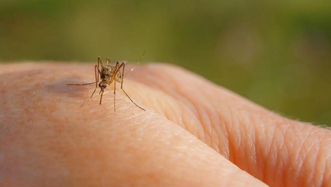Emergenza West Nile ad Aprilia: scatta l’ordinanza per prevenire la diffusione del virus