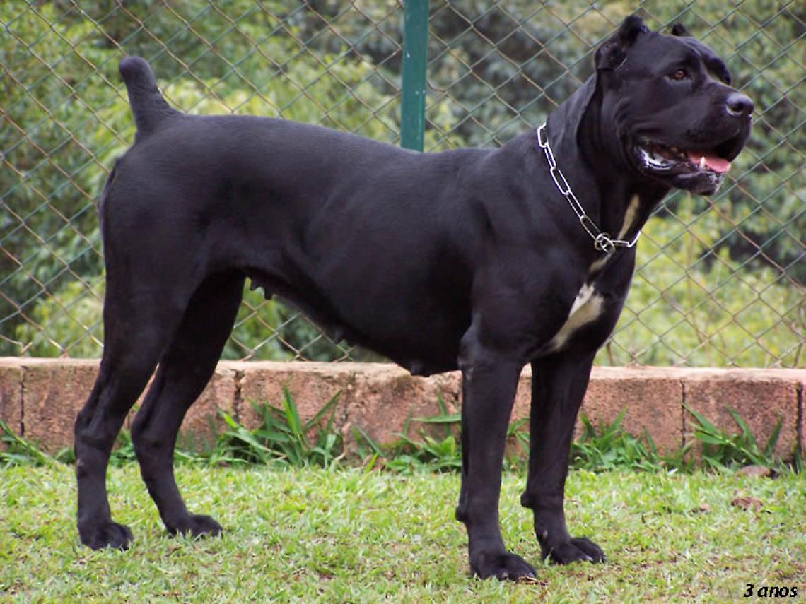 Aggredito dal suo cane corso, professionista finisce al San Camillo di Roma
