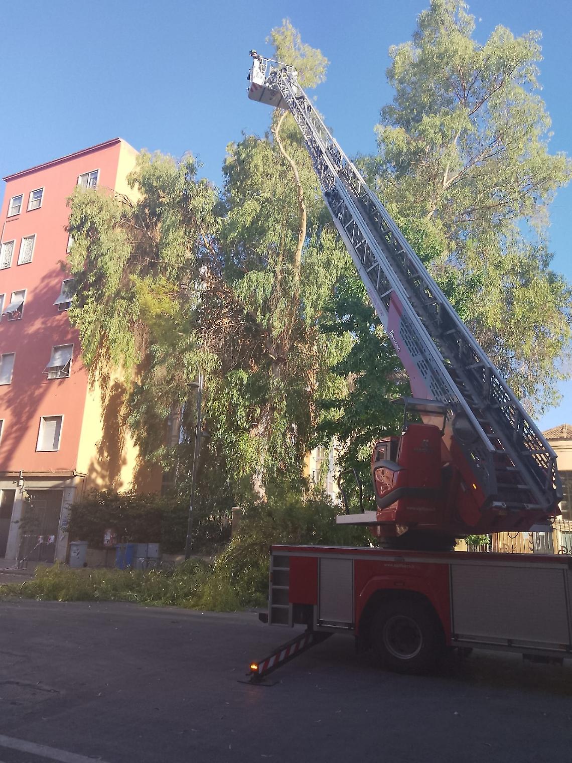 Rami pericolanti in via Pio VI, intervento di Vigili del Fuoco e Polizia Locale