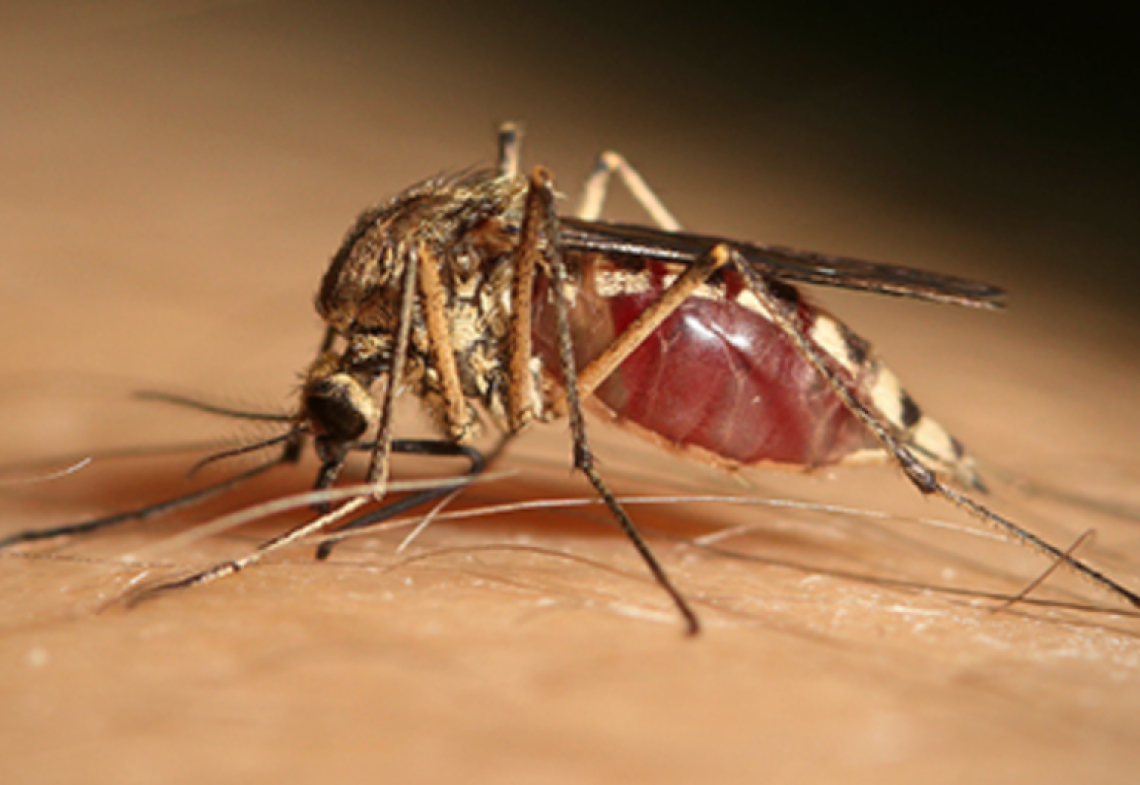 Virus West Nile, settima vittima nel Lazio: muore un 77enne