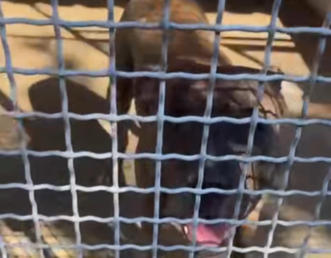 Aggressione del Mastiff,  Associazione Amici del cane: serve chiarezza 