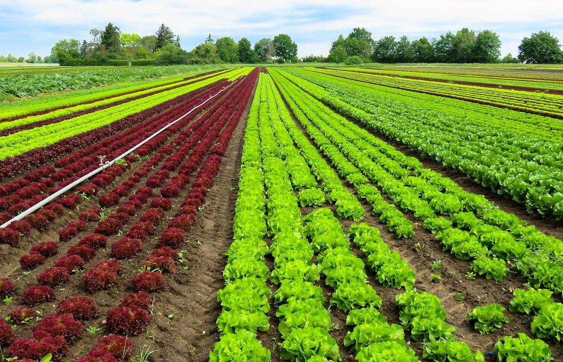 Imprese tra l'incudine e il martello: la disperazione nell'Agro Pontino