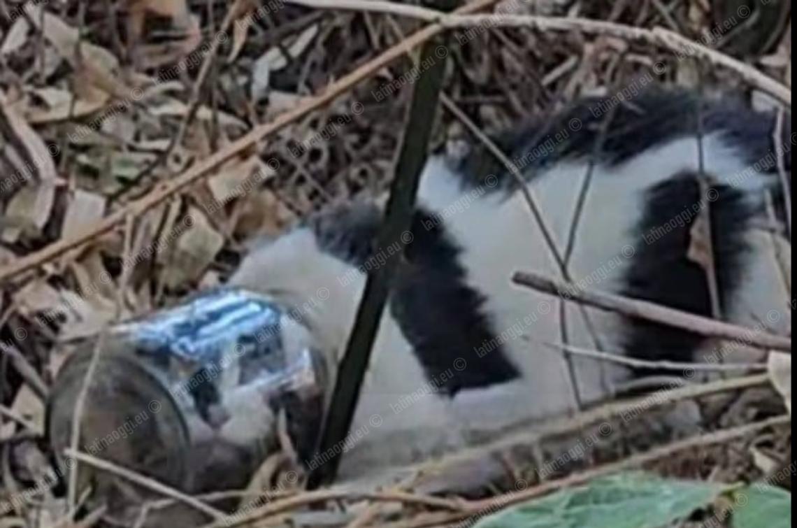 Gattino con la testa incastrata in un barattolo, la mobilitazione