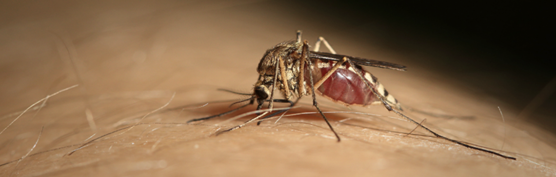 Aprilia, nuovi casi di West Nile: scattano disinfestazioni in città e nelle campagne