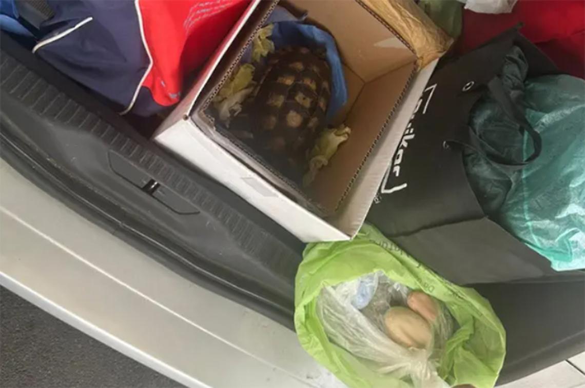 Tenta di riportarsi una tartaruga dalla Sardegna: multa salatissima