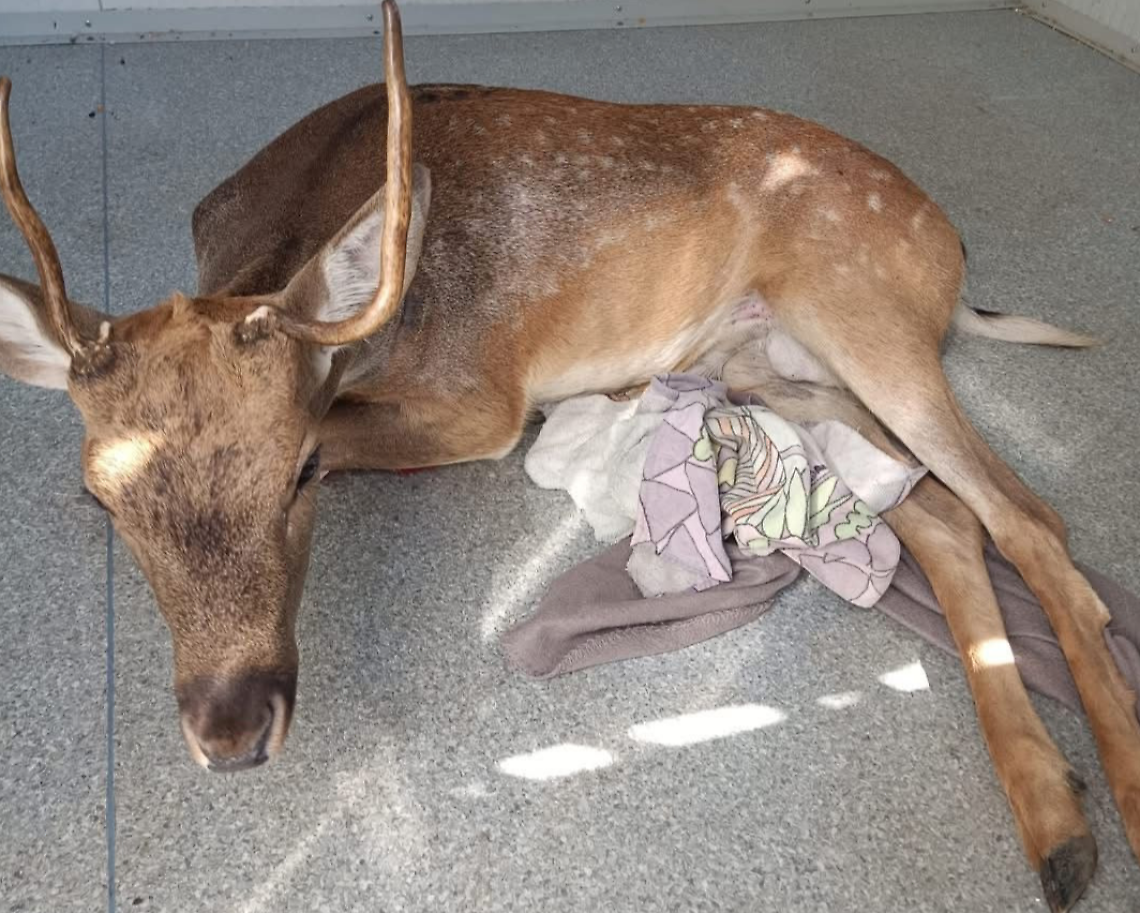 Una frattura irreversibile alla colonna vertebrale, il daino investito sulla Pontina &egrave; stato soppresso