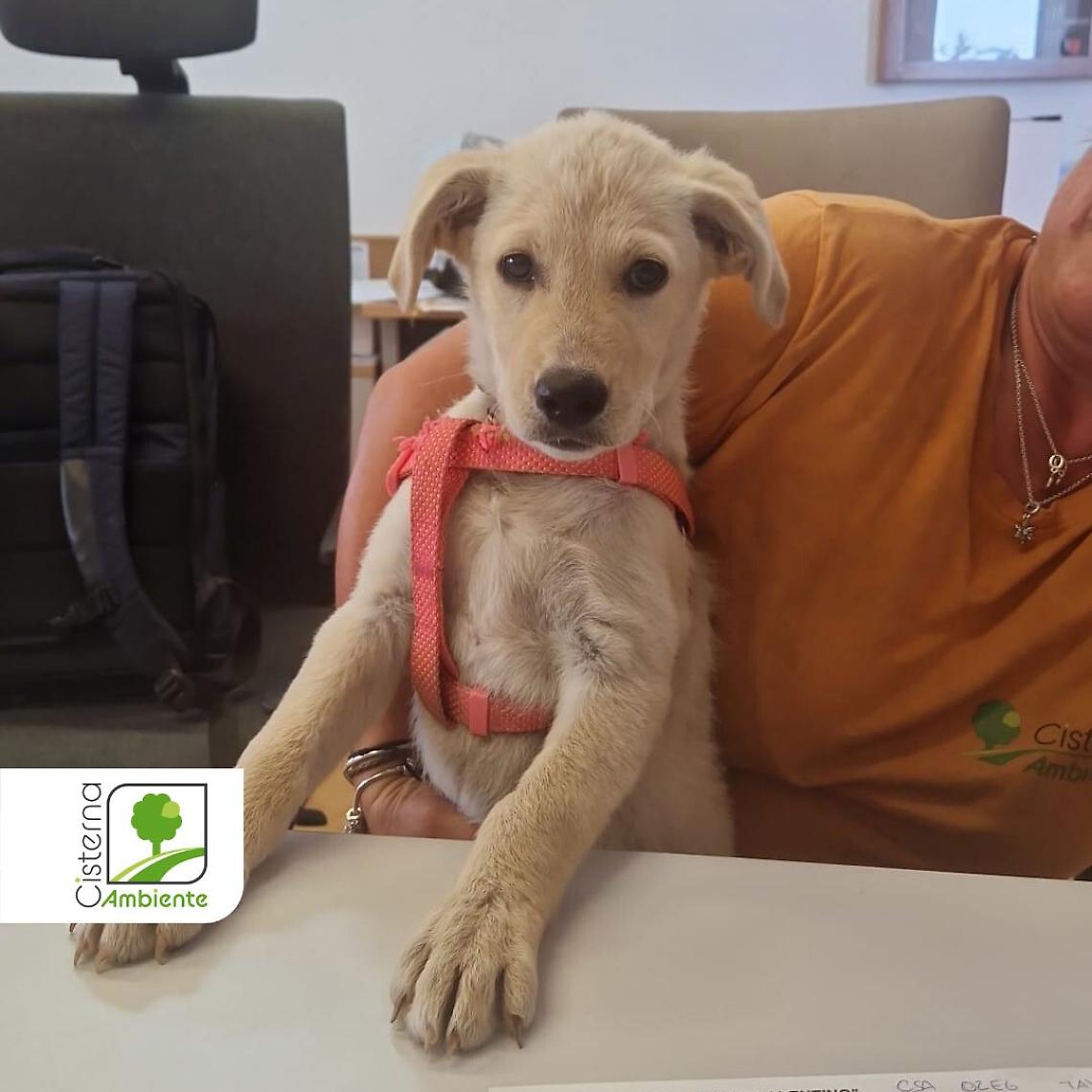 Romeo e Giulietta: i due cuccioli salvati da Cisterna Ambiente