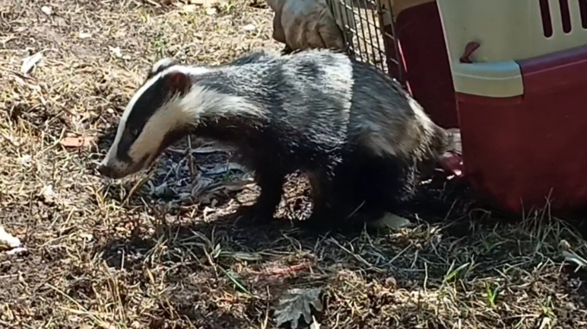 Tasso salvato dagli operatori del &ldquo;Riviera d&rsquo;Ulisse&rdquo;
