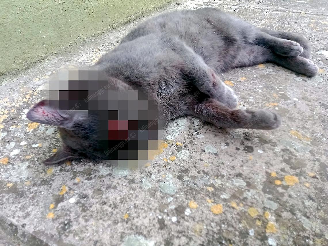 Uccidono un gatto che infastidiva le galline, indagati un anziano e il figlio