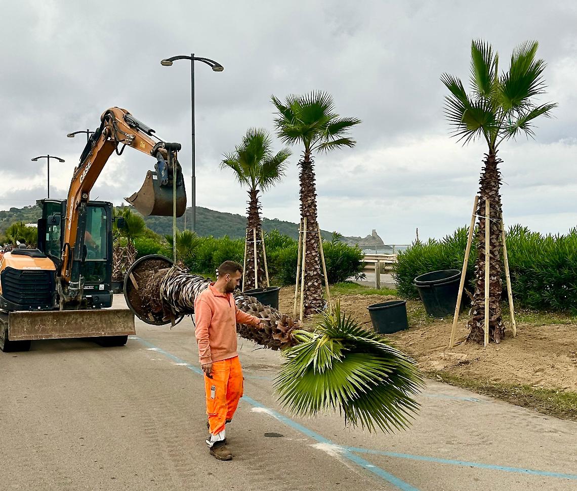 Con la piantumazione di ben 150 piante cambia lo skyline della Riviera di Ponente