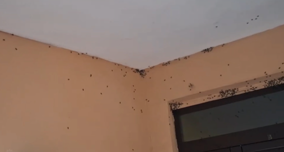 Aprilia, l'allarme dei residenti: «Siamo  ostaggi delle mosche»