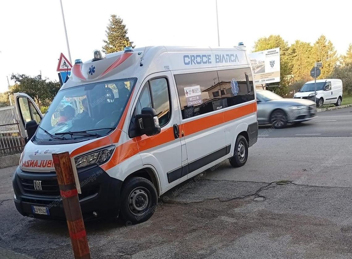 Una lite per il cane smarrito finisce a colpi di guinzaglio