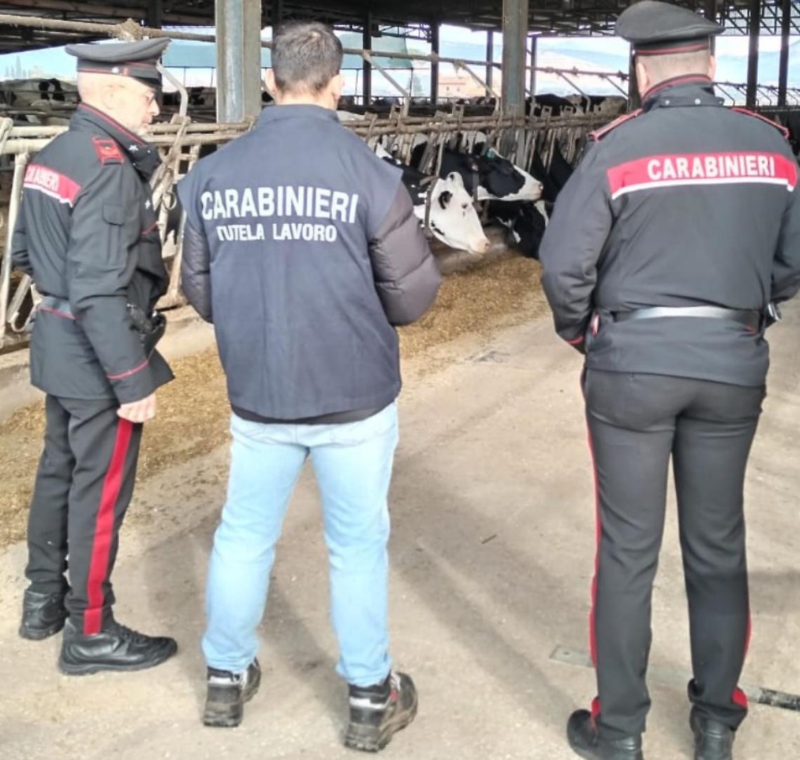 Documenti non in regola e sicurezza zero: denunciato titolare di allevamento