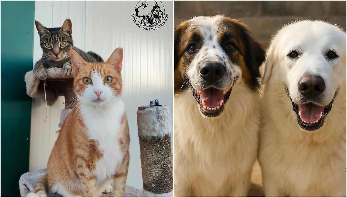 “Il Natale è a 4 zampe”: domenica l’Open Day del canile comunale di Latina