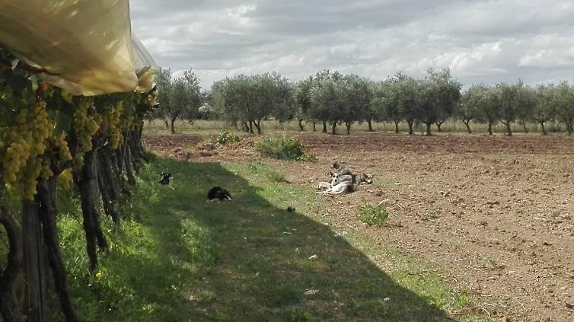 Animali da cortile sbranati: un branco di cani terrorizza aziende e allevatori 