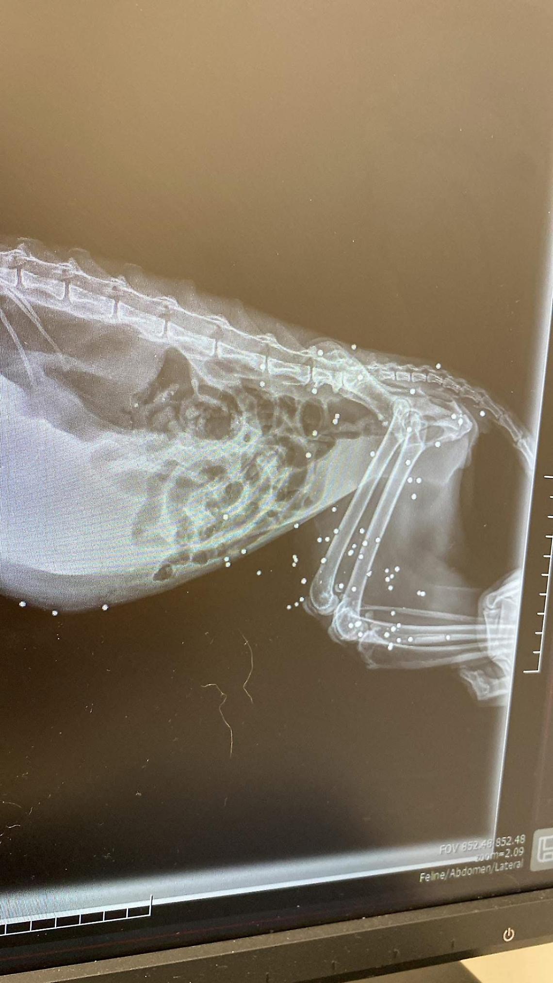 Gattina crivellata da pallini ad aria compressa ad Anzio
