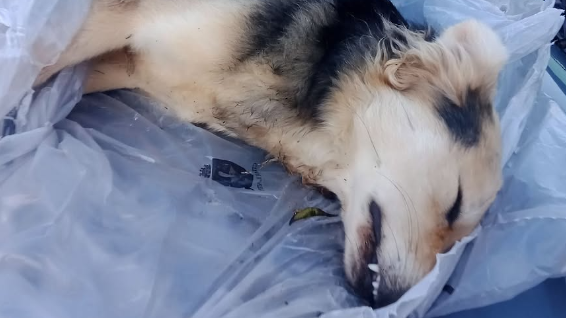 Cane senza vita trovato sul cofano di un'auto, interviene la guardia zoofila