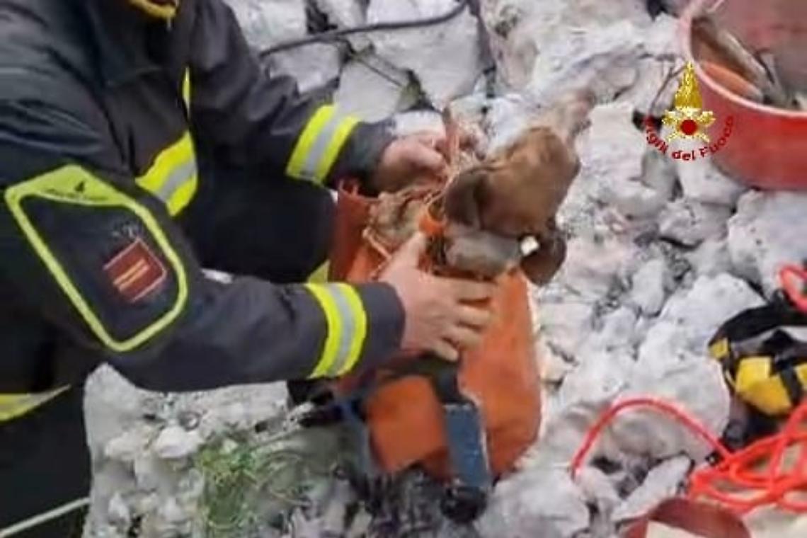 Gaeta, due cani salvati dai Vigili del Fuoco dopo giorni di lavoro