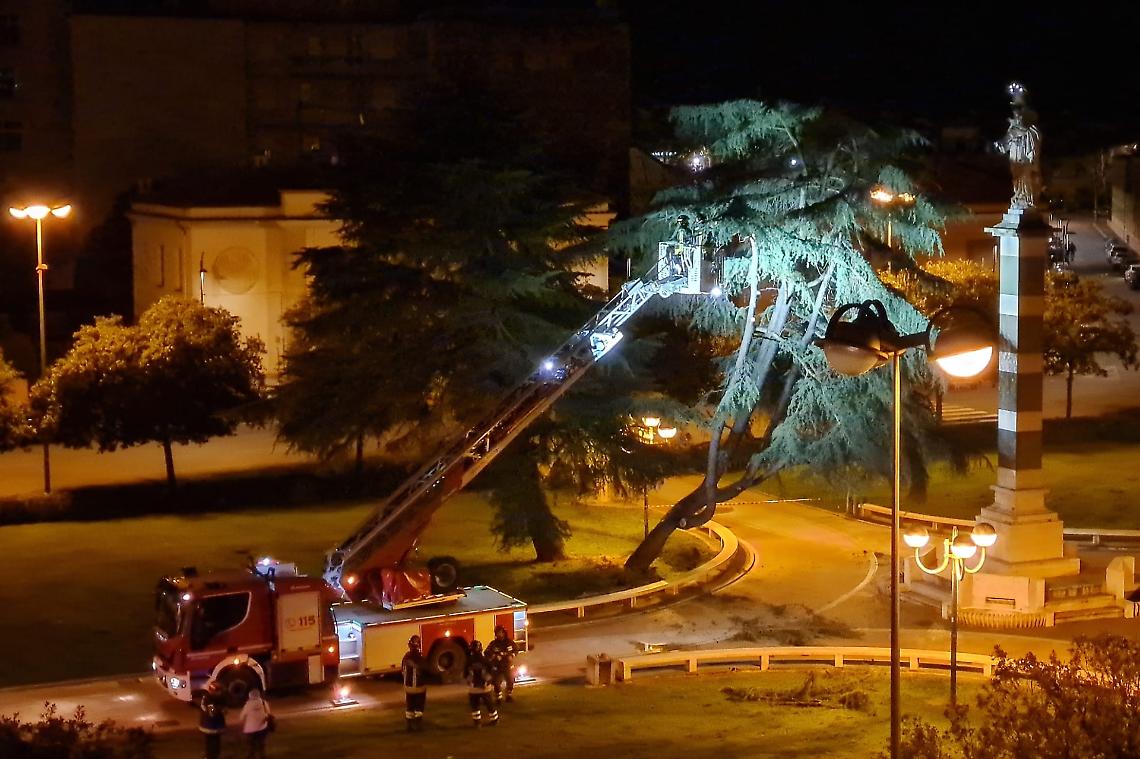 Abbattuto un albero a rischio crollo in piazza San Marco